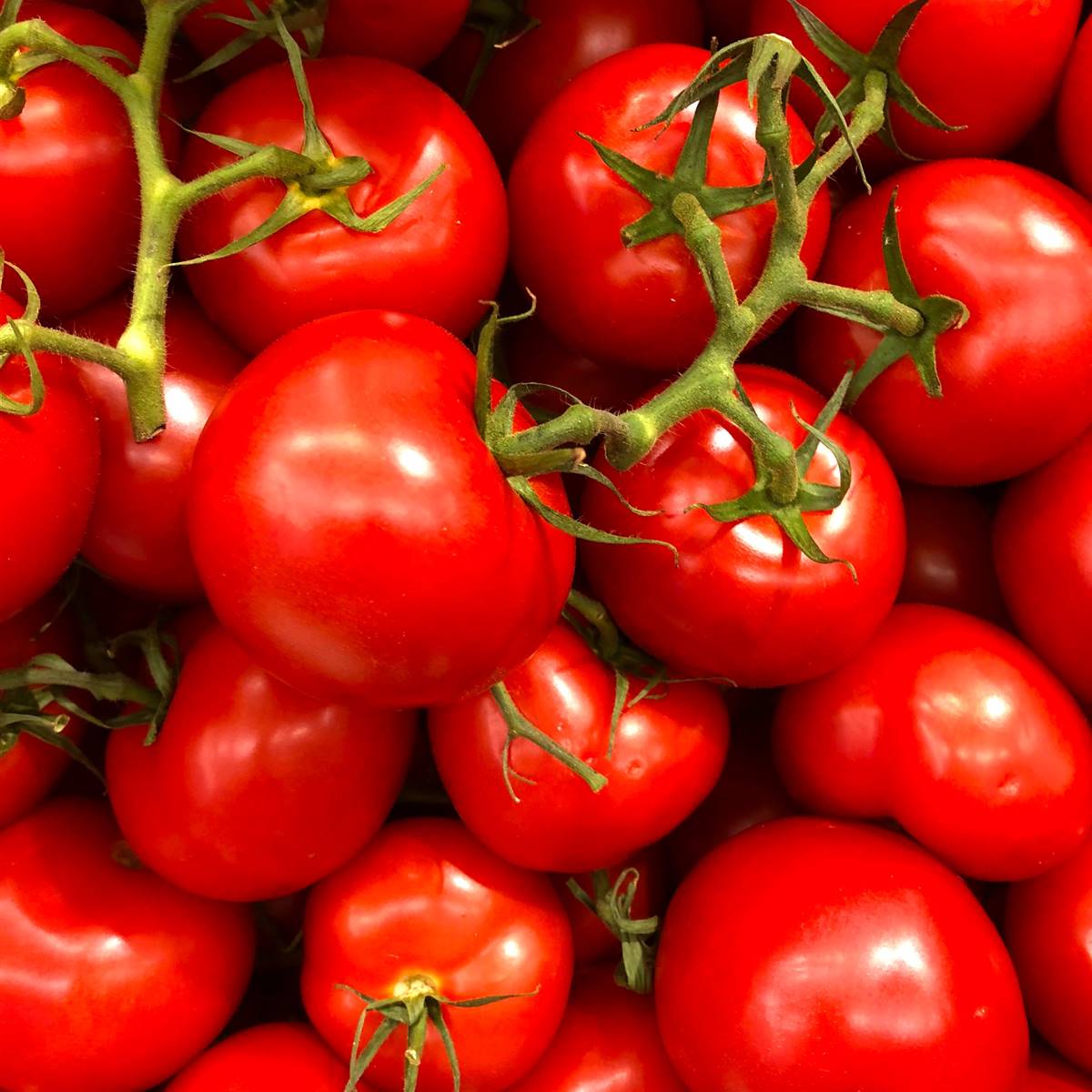Tomate "Raf"